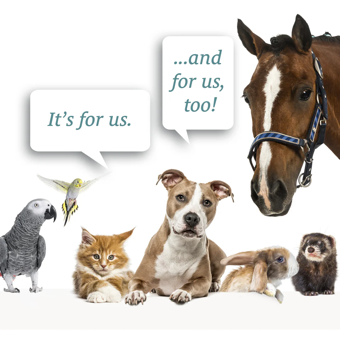 Broad Spectrum CBD Pet Tinctures - Image 5